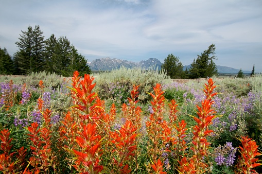 Wildflowers in front of the Teton Range