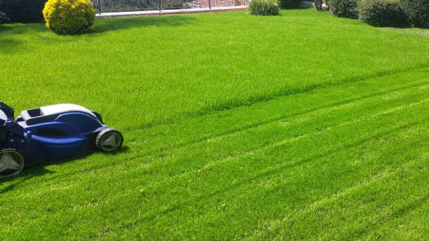 istock Lawn mover cutting the grass at the front or back yard 1148257812