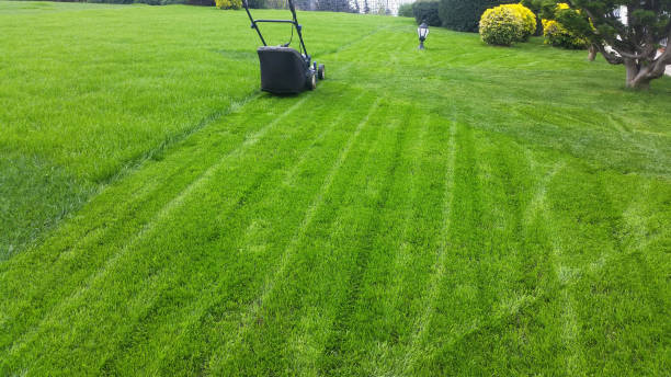 istock Lawn mover cutting the grass at the front or back yard 1148257827