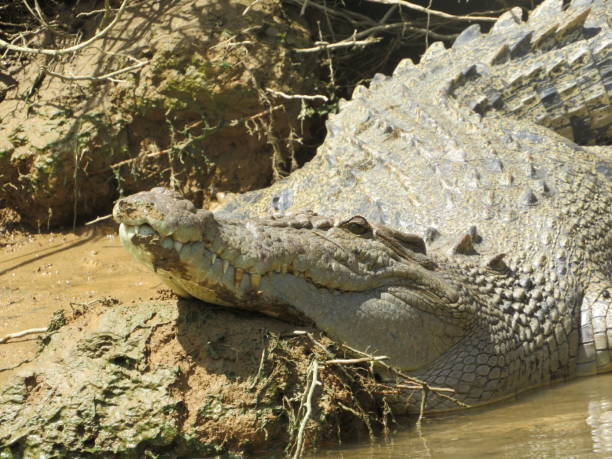 istock Crocodile sunbathing in the Australian sun 1148258679