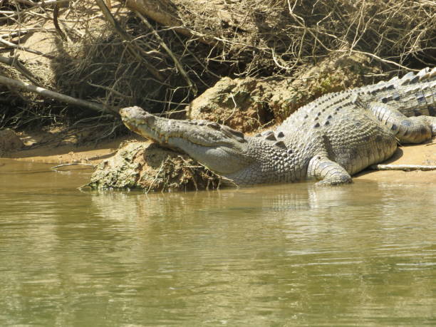 istock Crocodile sunbathing in the Daintree River 1148258686