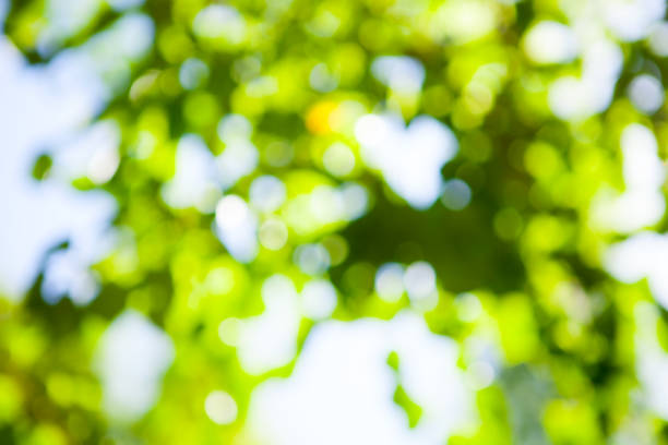 istock Green leaves blurred summer tropical background with bokeh effect. Copy space. 1148258795