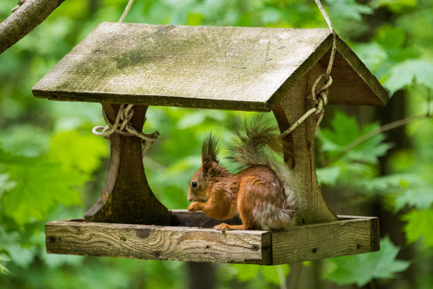 istock Squirrel sits in the trough 1148258958