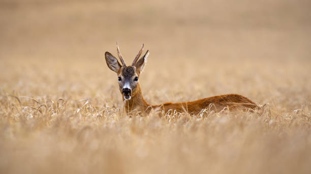istock Roe deer buck standing out in high grain field in summer chewing. 1148259428