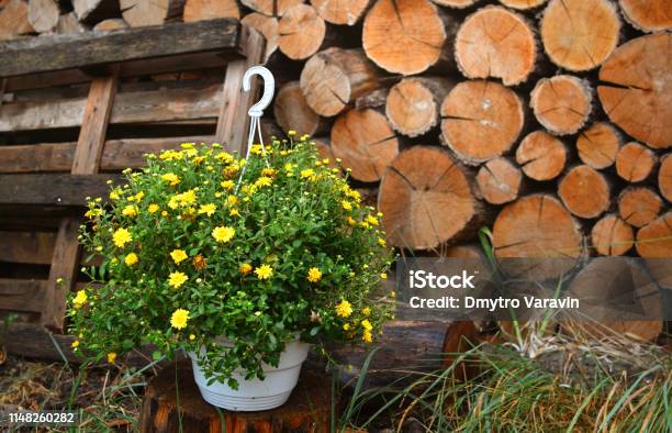 Lantlig Bakgrund Med Blommor Och Trä I Bakgrunden-foton och fler bilder på Bakgrund - Bakgrund, Blomma, Brun - Beskrivande färg