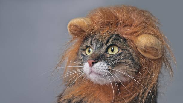 Happy birthday lionne  Funny-maine-coon-chat-en-costume-de-lion-regardant-lat%C3%A9ralement-isol%C3%A9-sur-le-gris-avec