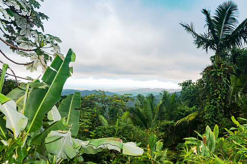 Scenic view in Puerto Rico island. Rain forest. USA