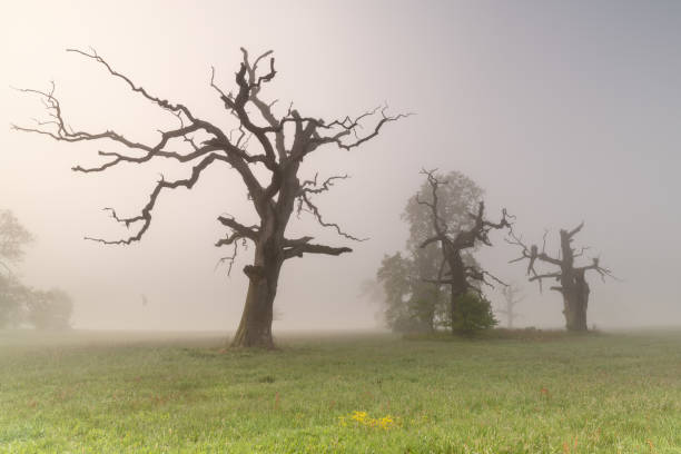 istock Misty morning in Rogalinski Landscape Park, Poland 1148262258