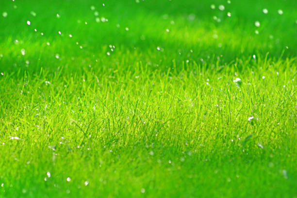 istock Fresh and organic background with green grass and dew 1148264694