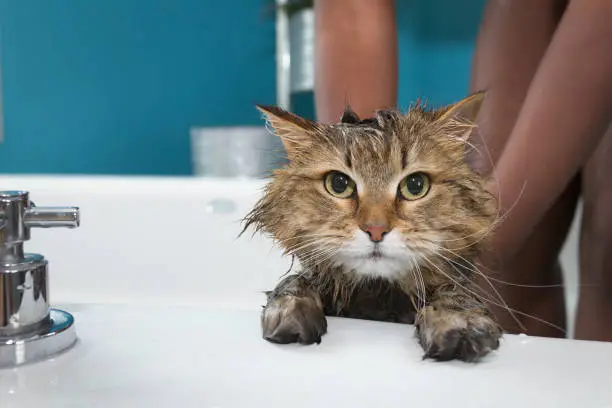 Photo of Unhappy Cat taking a bath