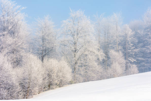 istock winter scenery with trees in hoarfrost 1148265561