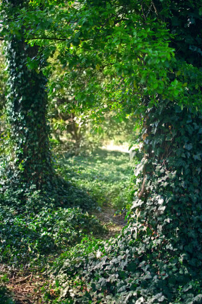 istock Mysterious forest with Ivy (Hedera) plant on tree trunks. 1148265819
