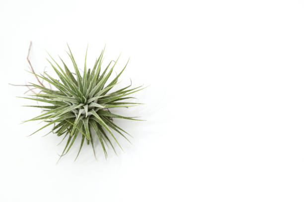 air plant in a white background Pictured air plant in a white background. air plant photos stock pictures, royalty-free photos & images