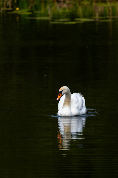 Male Mute swan swimming