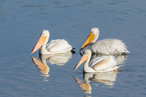 istock American White Pelicans Floating on a Blue Lake 1148273026