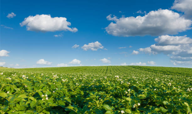 landskape, beautiful potato field and sky. green field blooming potato at beautiful day. - raw potato field agriculture flower imagens e fotografias de stock