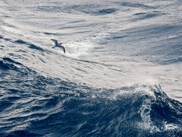 istock Antarctic Prion flying over heavy seas 1148274991