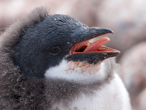 Half-grown Gentoo Penguin (Pygoscelis papua)  on Aitcho Island, Antarctic Peninsula. Bird has bill open revealing tongue adapted for catching and holding fish and krill. Bird is moulting and has part-adult plumage on head. Also krill stains on chin.