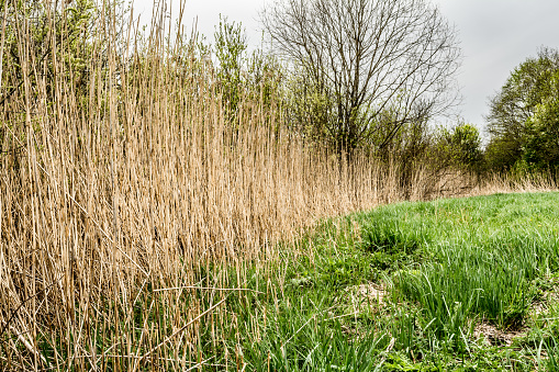 Dry reed and green grass. Reeds of grass. Green meadow with blooming high grass. Grass background. Rural scenery.