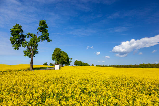 istock Agricultural landscape 1148278195