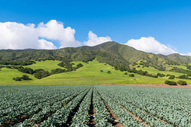 сельскохозяйственная сцена рядов растений брокколи, указывающих в перспективе на красивые зеленые холмы и горы в долине салинас, калифорн� - salinas стоковые фото и изображения