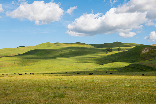 Ranch and cattle on grassy fields and hills in California