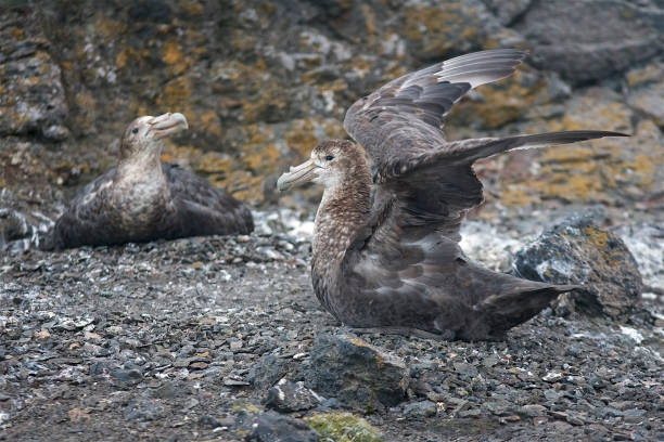 istock Two Giant Petrels sit on nests and incubate eggs. 1148278983