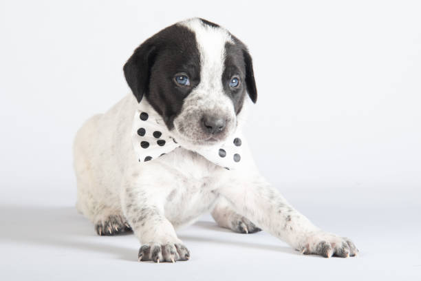 Rescue Puppy
