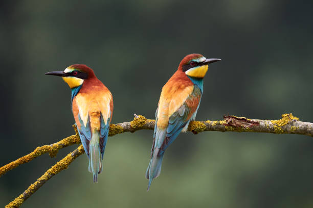 istock Two beautiful European bee-eaters (Merops apiaster) 1148281114