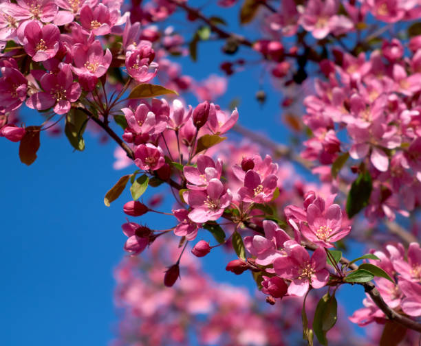 istock branch of decorative cherry with pink flowers 1148281126