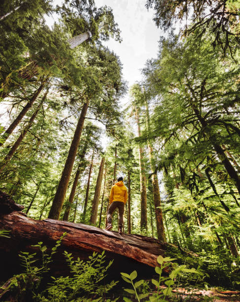 freedom man in the washington state - natural wood imagens e fotografias de stock