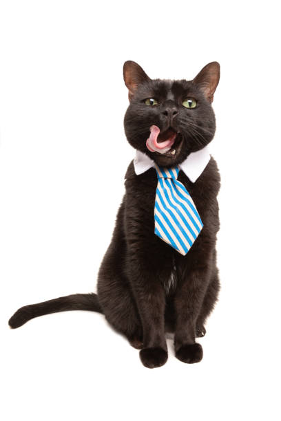 istock Cat in Tie Licking Mouth 1148282617