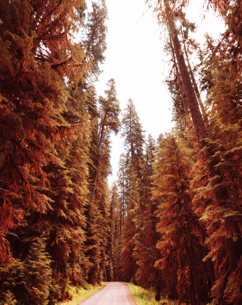 istock forest in the olympic peninsula - usa 1148282619