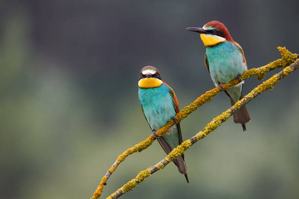 istock Two beautiful European bee-eaters (Merops apiaster) 1148282931