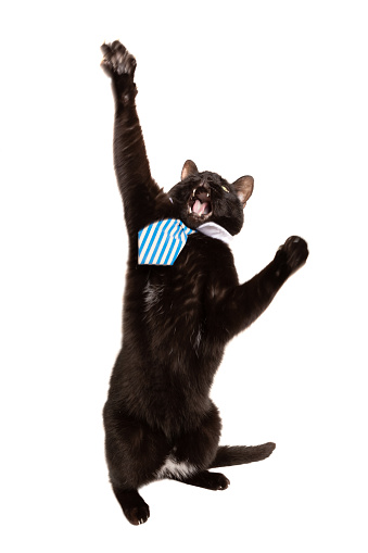 A black cat in a business tie jumping up as though he is celebrating a success.