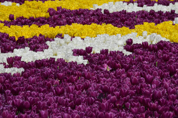 Beautiful tulip flowers in spring royal Keukenhof garden. Color sunny floral background suitable for wallpaper or greeting card, Netherlands (Holland)