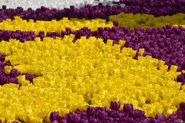 Colorful floral arrangement with a various tulips
