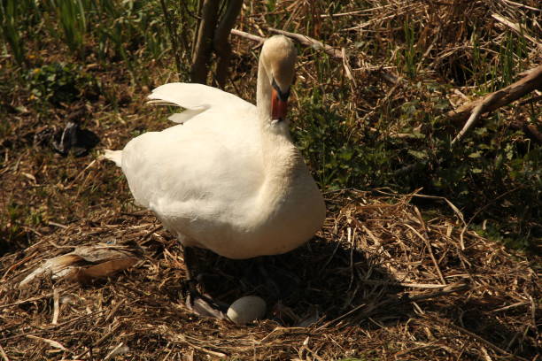 Female swan at at its nest with seven eggs, Holzsteg, Hurden, Rapperswil, Switzerland