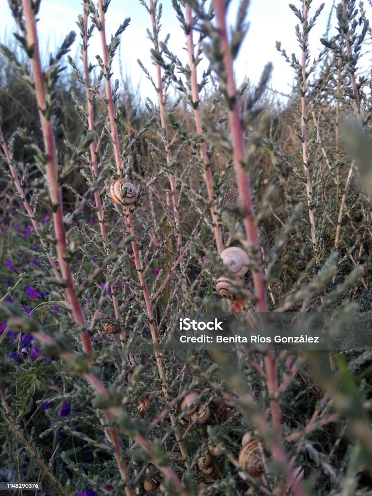 caracoles en primavera - Foto de stock de Aire libre libre de derechos