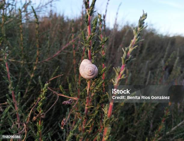 Caracoles En Primavera Foto de stock y más banco de imágenes de Aire libre - Aire libre, Animales salvajes, Babosa