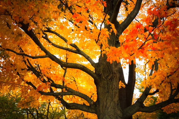 Colorful maple tree leaves stock photo