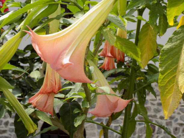 istock Flower of Angel's Trumpet (Datura stramonium) 1148294724