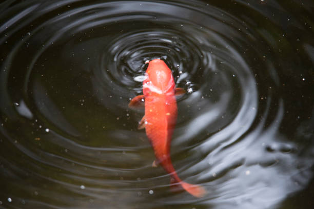 istock Ornamental carp fish eating food from water surface 1148295022