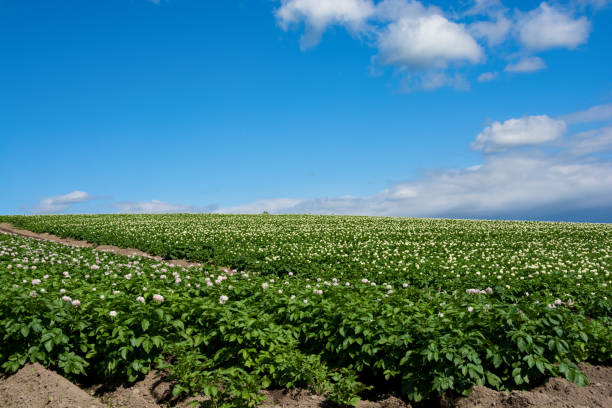 potato field where flowers bloomed - raw potato field agriculture flower imagens e fotografias de stock