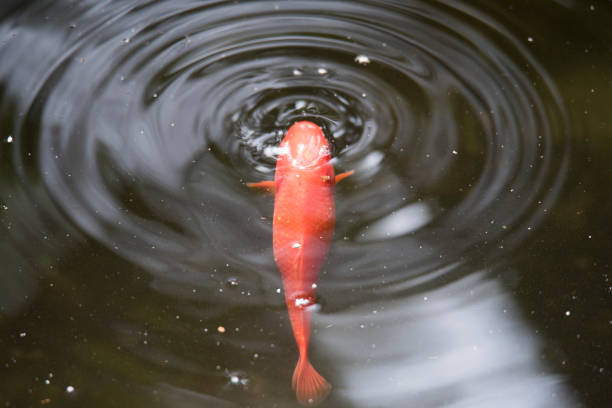 istock Koi collecting food at water surface 1148295899