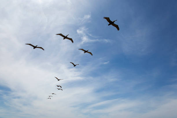 istock A flock of Pelicans 1148297040