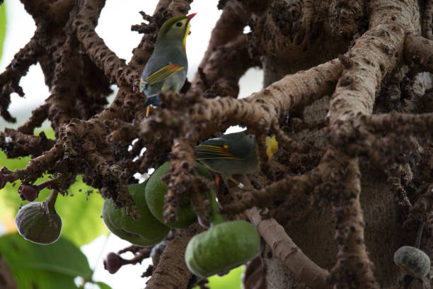 istock Pekin nightingale birds on Indian fig tree 1148297106