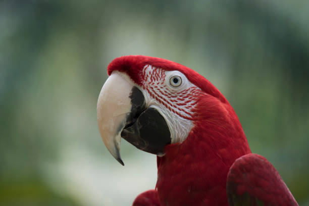 Scarlet macaw