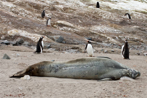 istock Weddell Seal resting on sandy beach, Antarctic Peninsula 1148297981