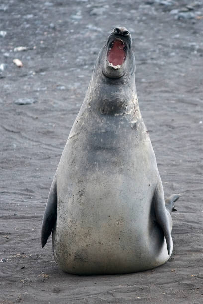 istock Young Male Southern Elephant Seal showing aggression. 1148297999